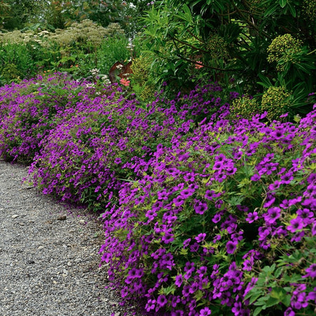 Ciocul Berzei Geranium Anne Thomson