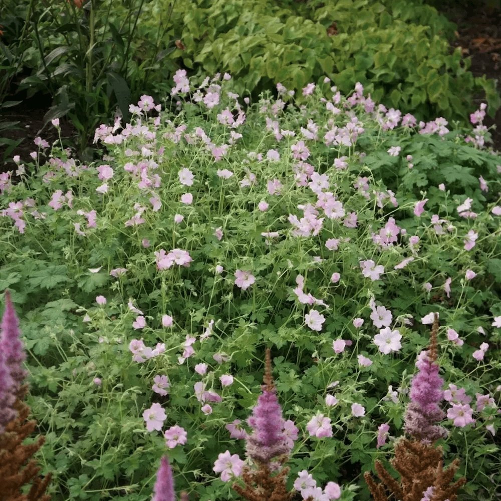 Ciocul Berzei Geranium Dreamland