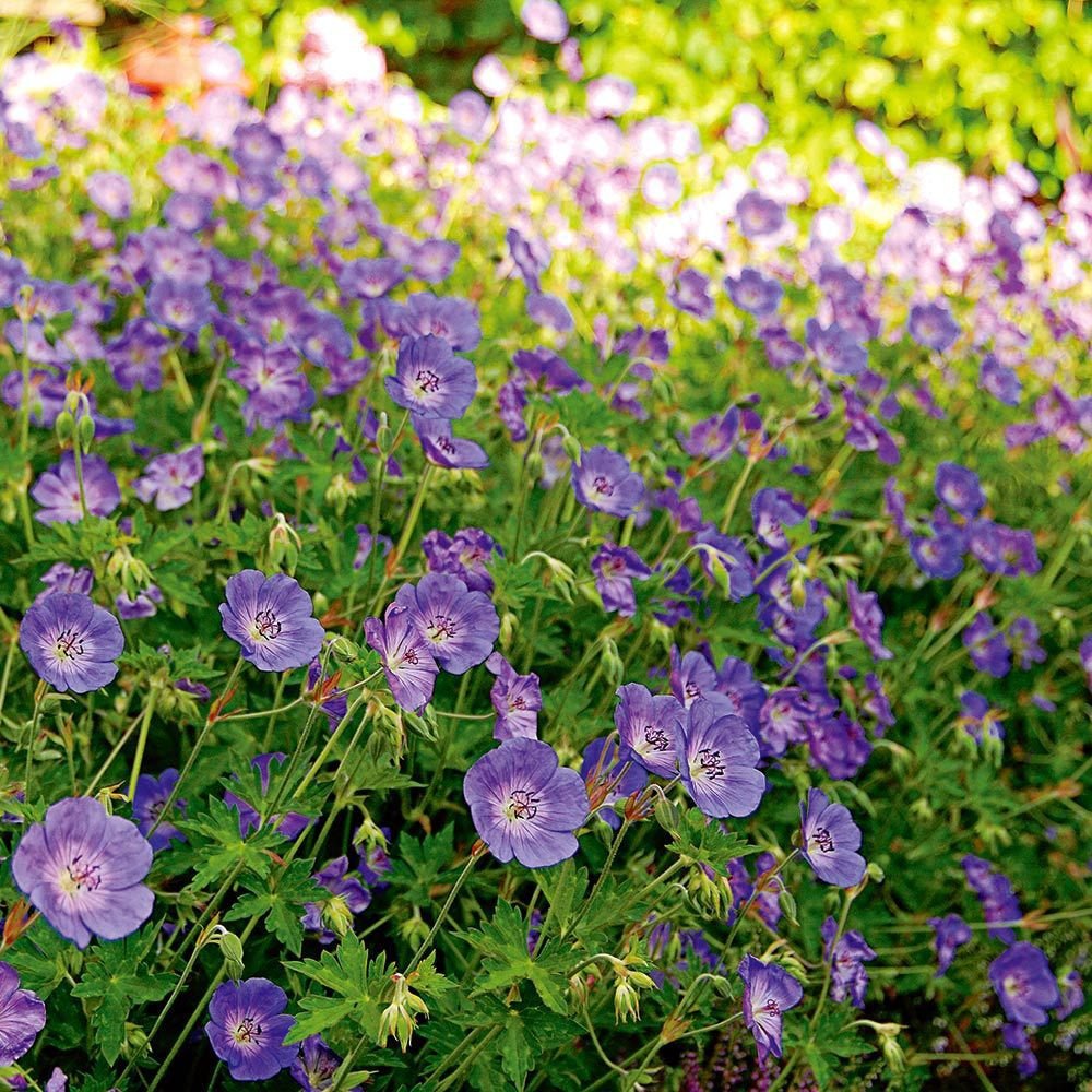Ciocul Berzei Geranium Rozanne, tarator cu flori albastre-mov