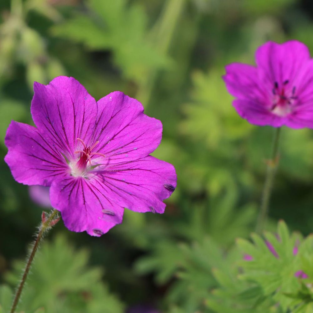Ciocul Berzei Geranium Tiny Monster, tarator, cu flori roz-violet