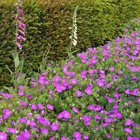 Ciocul Berzei Geranium Tiny Monster, tarator, cu flori roz-violet