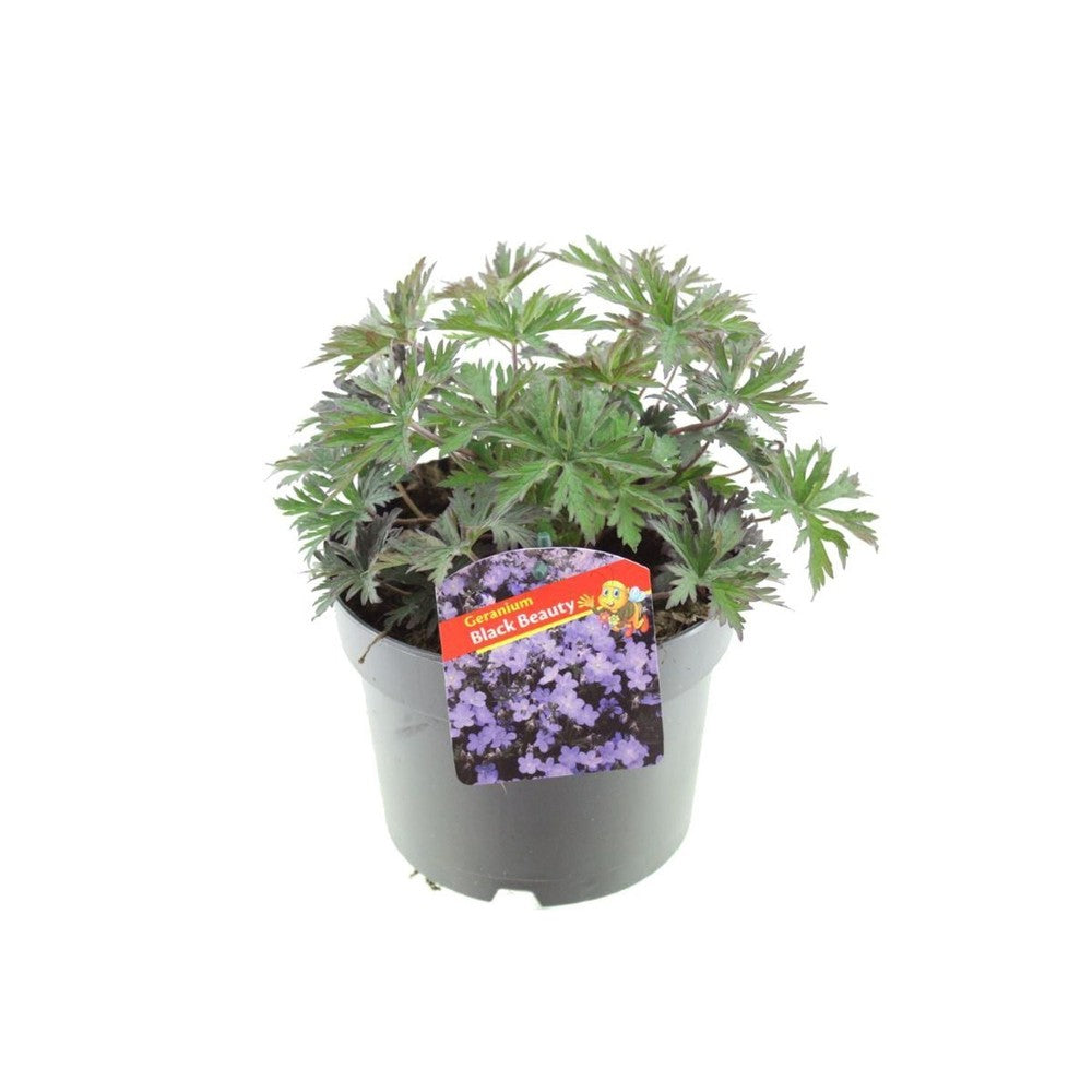 Gólyaorr Geranium 'Black Beauty' – sötét lombozatú, rózsaszín virágú évelő