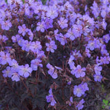 Gólyaorr Geranium 'Black Beauty' – sötét lombozatú, rózsaszín virágú évelő