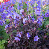Gólyaorr Geranium 'Black Beauty' – sötét lombozatú, rózsaszín virágú évelő