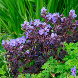 Gólyaorr Geranium 'Black Beauty' – sötét lombozatú, rózsaszín virágú évelő