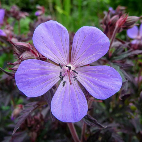 Gólyaorr Geranium 'Black Beauty' – sötét lombozatú, rózsaszín virágú évelő
