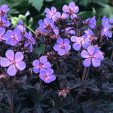 Gólyaorr Geranium 'Black Beauty' – sötét lombozatú, rózsaszín virágú évelő