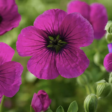 Gólyaorr Geranium cinereum 'Subcaulescens' – bíborvörös virágú évelő sziklakerti növény