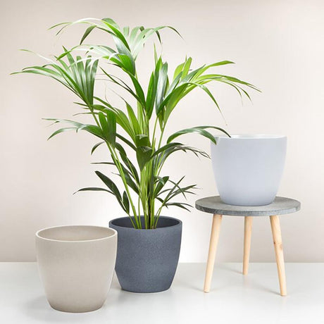 Ghiveci plante rotund Ceramic Scheurich Ø 16 cm, H14 cm, Bej
