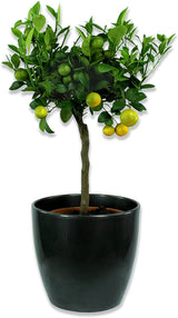 Ghiveci plante rotund Ceramic Scheurich, Ø 22 cm, H19,5 cm, Negru