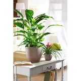 Ghiveci plante rotund Ceramic Scheurich, Ø 28 cm, H25,2 cm, Maro