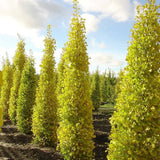 Arborele Pagodelor Columnar Menhir (Ginkgo Biloba)