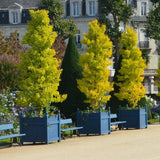 Arborele Pagodelor Columnar Menhir (Ginkgo Biloba)