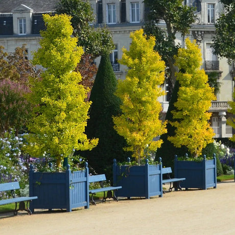 Arborele Pagodelor Columnar Menhir (Ginkgo Biloba)