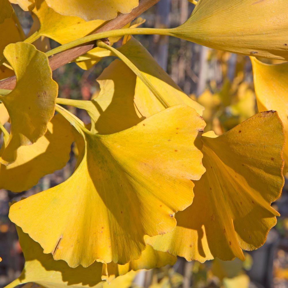 Arborele Pagodelor Columnar Menhir (Ginkgo Biloba)