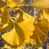 Arborele Pagodelor Columnar Menhir (Ginkgo Biloba)
