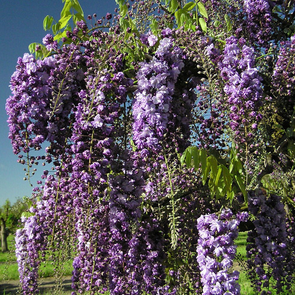 Glicina (Wisteria) cataratoare Black Dragon, cu flori albastre-violet