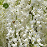 Glicina (Wisteria) cataratoare Kapitan Fui cu flori albe - Tip Copac
