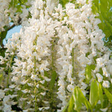 Glicina (Wisteria) cataratoare Shiro Kapitan, cu flori albe