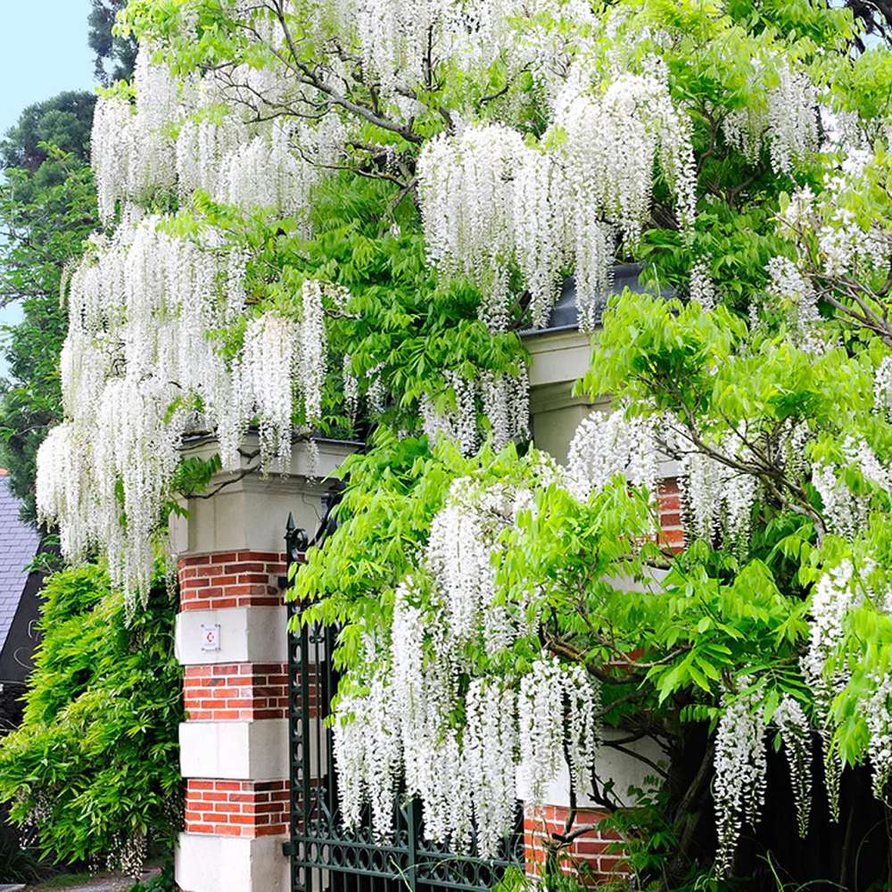 Glicina (Wisteria) cataratoare, cu flori albe