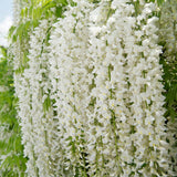 Glicina (Wisteria) cataratoare, cu flori albe