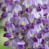 Glicina (Wisteria) cataratoare Sinensis Prolific, cu flori mov