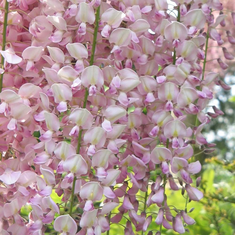 Glicina (Wisteria) cataratoare Honbeni cu flori roz-pal