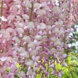 Glicina (Wisteria) cataratoare Honbeni cu flori roz-pal