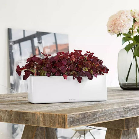 Lechuza CUBE Glossy Triple önöntöző kaspó – fényes fehér, 3 növénynek