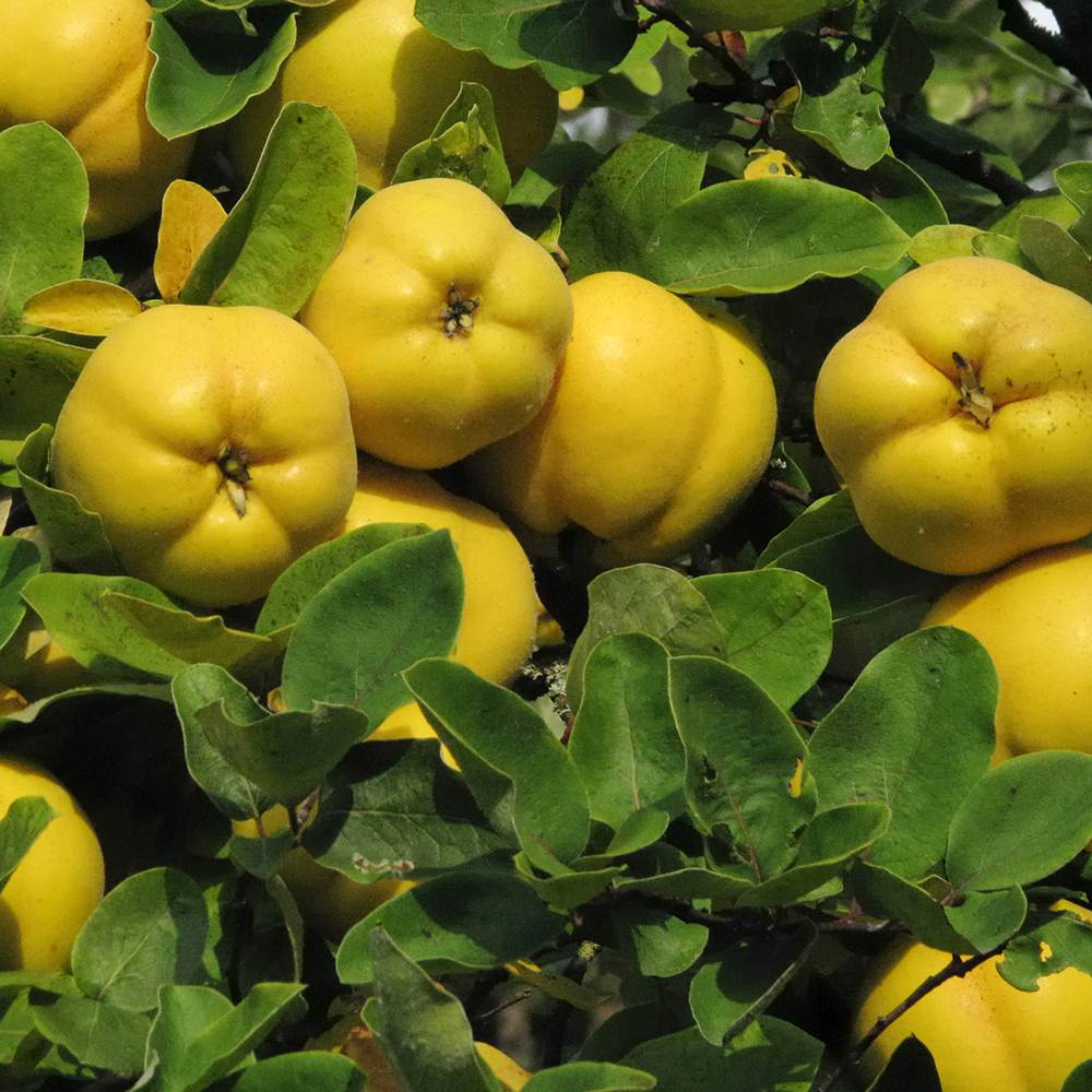 Gutui (Cydonia oblonga), cu fructe amarui