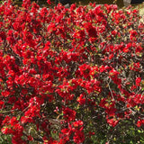 Gutui Japonez, Merisor (Chaenomeles) Crimson and Gold, cu flori rosu-auriu