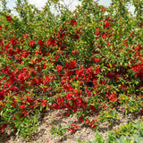 Gutui Japonez, Merisor (Chaenomeles) Crimson and Gold, cu flori rosu-auriu