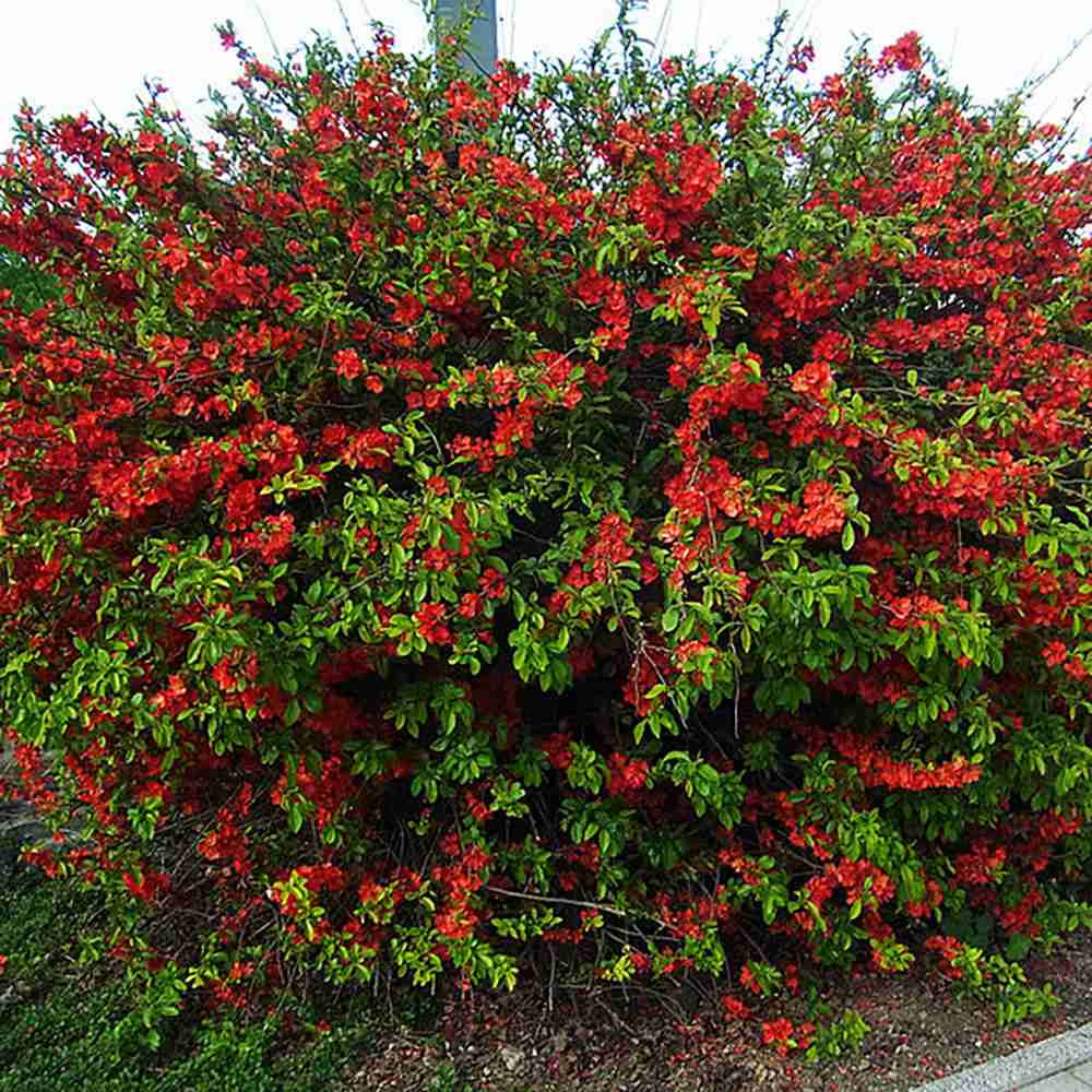 Gutui Japonez, Merisor (Chaenomeles) Crimson and Gold, cu flori rosu-auriu