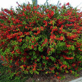 Gutui Japonez, Merisor (Chaenomeles) Crimson and Gold, cu flori rosu-auriu