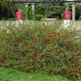Gutui Japonez, Merisor (Chaenomeles) Crimson and Gold, cu flori rosu-auriu