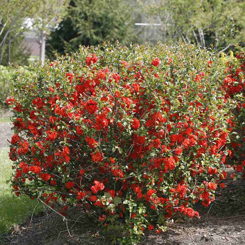Gutui Japonez, Merisor (Chaenomeles) Crimson and Gold, cu flori rosu-auriu