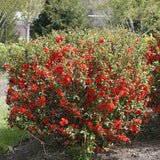 Gutui Japonez, Merisor (Chaenomeles) Crimson and Gold, cu flori rosu-auriu