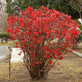 Gutui Japonez, Merisor (Chaenomeles) Nicoline, cu flori rosii