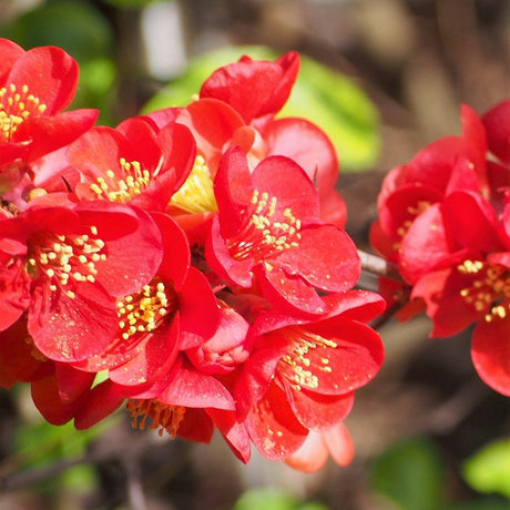 Gutui Japonez, Merisor (Chaenomeles) Nicoline, cu flori rosii