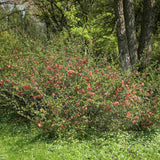 Gutui Japonez, Merisor (Chaenomeles) Pink Lady, cu flori roz-inchis