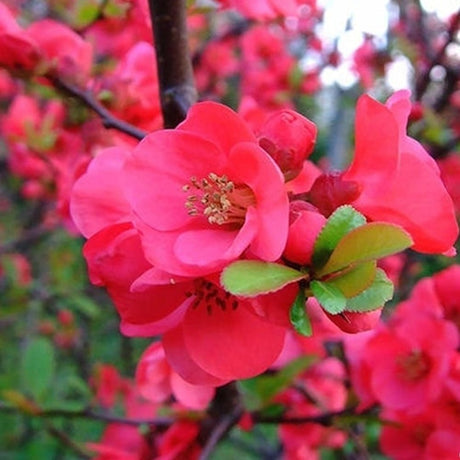 Gutui Japonez, Merisor (Chaenomeles) Pink Lady, cu flori roz-inchis