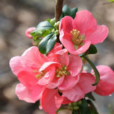 Gutui Japonez, Merisor (Chaenomeles) Pink Trail, cu flori roz