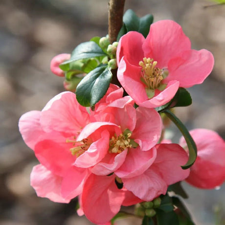 Gutui Japonez, Merisor (Chaenomeles) Pink Trail, cu flori roz