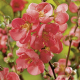 Gutui Japonez, Merisor (Chaenomeles) Pink Trail, cu flori roz
