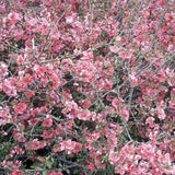 Gutui Japonez, Merisor (Chaenomeles) Pink Trail, cu flori roz