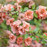 Gutui Japonez, Merisor (Chaenomeles) Salmon Horizon, cu flori roz-somon