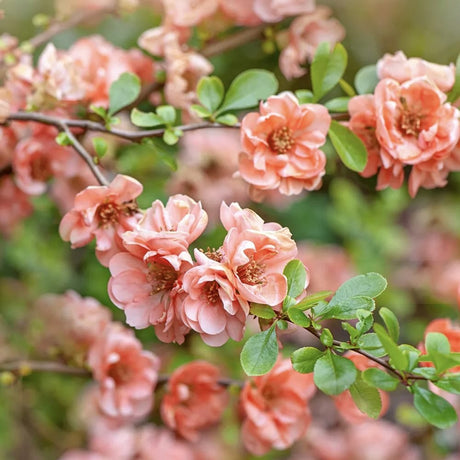 Gutui Japonez, Merisor (Chaenomeles) Salmon Horizon, cu flori roz-somon
