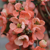 Gutui Japonez, Merisor (Chaenomeles) Salmon Horizon, cu flori roz-somon