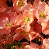 Gutui Japonez, Merisor (Chaenomeles) Salmon Horizon, cu flori roz-somon