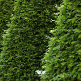 Carpen Columnar Frans Fontaine (Carpinus Betulus), carpen columnar, aspect arhitectural, coroana compacta, gradini moderne